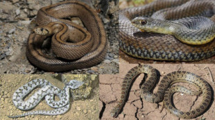 Las serpientes de nuestro entorno, esenciales para evitar enfermedades humanas y daños agrícolas