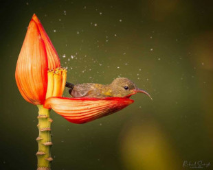 Un fotógrafo inmortaliza a un diminuto pájaro en un pétalo de flor convertido en bañera