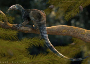 Encuentran un precursor fosilizado no volador del pterosaurio