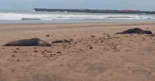 Por la extraña muerte de 40 lobos marinos en Necochea investigan un posible contagio masivo de gripe aviar