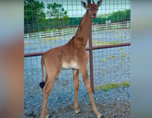 Rara jirafa sin manchas que nació en zoológico de Tennesse podría ser única en el mundo
