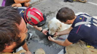 Rescatan en Terrassa a un perro encerrado tres días en un balcón sin agua ni comida