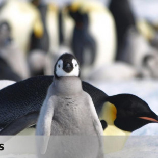 El récord de deshielo marino mata a 10.000 polluelos de pingüino emperador en la Antártida