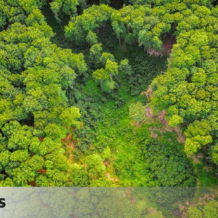 La mayoría de los créditos de compensación de CO2 por proteger los bosques se basa en cálculos ficticios