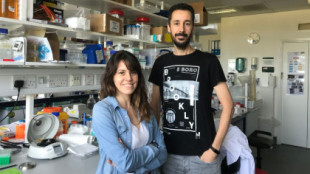 Científicos asturianos detectan el riesgo de desarrollar leucemia años antes de ser diagnosticada