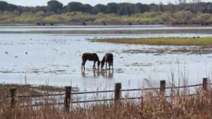 Doñana se aproxima al punto de no retorno y será una “charca maloliente" según un nuevo informe