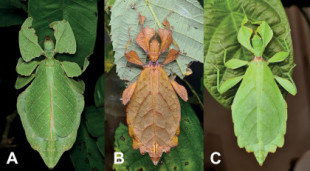 Descubren 7 nuevas especies de insectos hoja