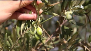 Los productores aseguran que el año que viene el litro de aceite de oliva costará entre 12 y 15 euros