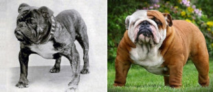 La evolución de varias razas de perros en 100 años