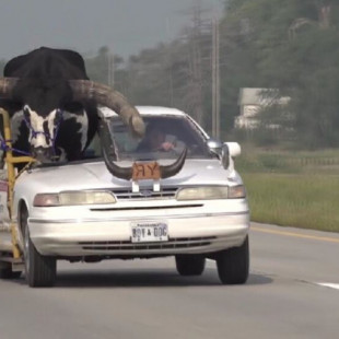 La policía para a un coche por llevar un toro descomunal de copiloto