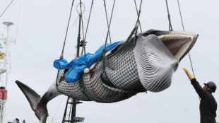Islandia vuelve a autorizar la caza de ballenas tras haberla suspendido por "crueldad"