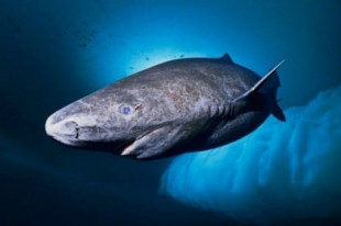Reaparece el animal más viejo del mundo, un tiburón nacido hace 500 años