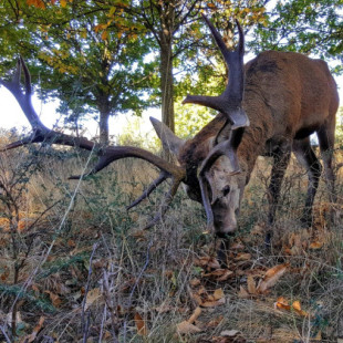 Indultar al ciervo “Carlitos”, la petición de una aldea zamorana de diez vecinos