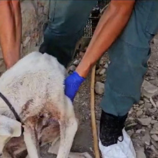Detenido el responsable de la muerte de dos perros por maltrato animal en San José del valle
