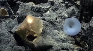 "Nunca habíamos visto algo así": el misterioso "huevo de oro" que mantiene en vilo a la comunidad científica