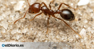 La hormiga roja de fuego ya está en Europa y pronto llegará a España