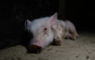 Canibalismo y mutilaciones: así malviven los cerdos en estas cinco macrogranjas españolas