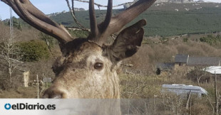 Matan a tiros al ciervo 'Carlitos', por cuyo indulto una aldea de Zamora movilizó a 54.000 personas