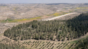 ¿Es el bosque artificial más grande de Israel un error que no debería existir?