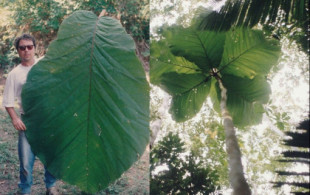 Hallan en el Amazonas la planta con las hojas más gigantescas