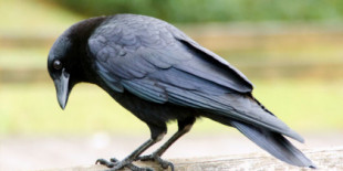 Por primera vez, una investigación revela que los cuervos utilizan la lógica estadística [ENG]