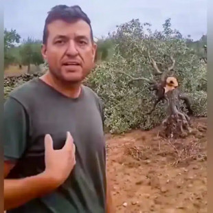 Un agricultor llega a su campo y encuentra 60 olivos de 80 años cortados por el tronco