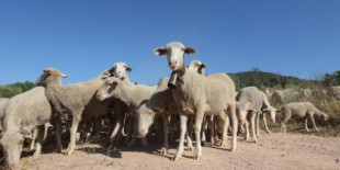 Un rebaño de ovejas devora 100 kilos de marihuana por la falta de pastos en Grecia