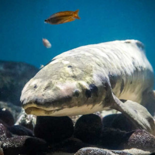 Matusalén, el pez que lleva 85 años viviendo en un acuario