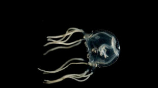 Una medusa sin cerebro puede aprender algo nuevo en minutos