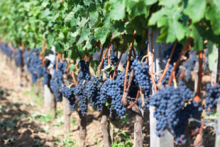 El Tribunal de Cuentas Europeo tira de las orejas a la industria del vino: recibe muchas subvenciones, pero no es sostenible
