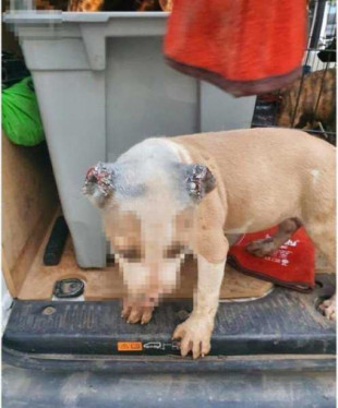 Desmantelan en Melilla un criadero clandestino de perros de raza peligrosa usados para peleas ilegales