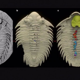 Un trilobite de 465 millones de años preserva contenido intestinal