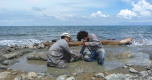 Científicos hallaron restos de ADN en el fósil más antiguo de tortuga marina: data de hace 6 millones de años