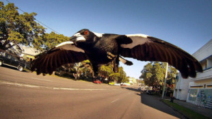 Urracas en picado: Dentro del reino del terror anual del pájaro australiano [EN]