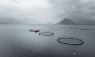 Miles de salmones escaparon de una piscifactoría islandesa. El impacto podría ser mortal (ENG)