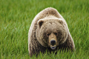 Un oso grizzly mata a una pareja en un parque nacional de Canadá