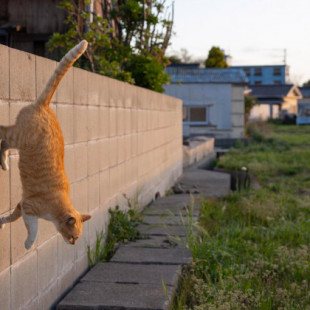 La vida secreta de los gatos. Fotos entrañables de Masayuki Oki