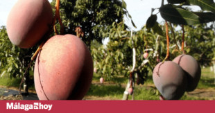 El Colegio de Economistas de Málaga ve inviable mantener el cultivo de mangos y aguacates en plena sequía