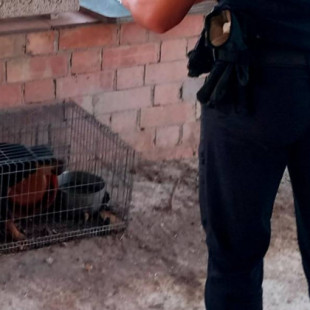 El perro encarcelado en una jaula de conejos en Deltebre