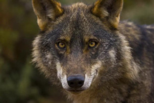 La derecha inicia una campaña para desproteger al lobo con el bulo de que ha matado a la mitad de las vacas de España
