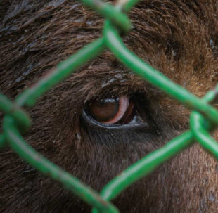 Piden la liberación de un oso atrapado en Rumania durante 23 años en condiciones pésimas