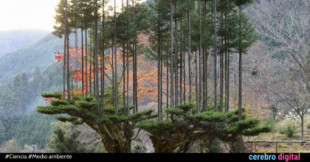 Producir madera sin talar árboles: ¿Cómo lo hace Japón?