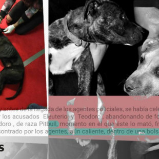 La caída de la mayor red de peleas de perros de España: “Hasta los cachorros estaban destrozados”