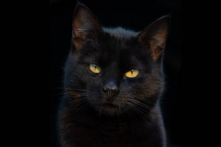 El inquietante motivo por el que Valle Colino suspende la adopción de gatos negros y blancos