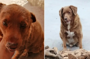 Bobi, el perro más viejo del mundo, muere en Portugal a los 31 años de edad