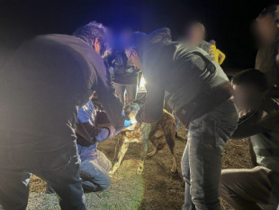El alcalde de Roales vincula el ataque mortal de cinco perros a una mujer de 27 años en Zamora con la presencia de lobos