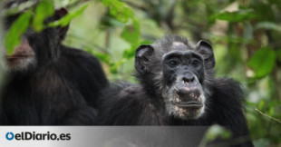 El hallazgo de chimpancés hembras con menopausia descoloca a los científicos