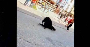 Se hace viral este vídeo del "sufrimiento atroz" de una vaca en un pueblo de Castilla-La Mancha