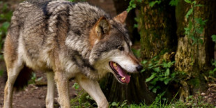 Detectado por primera vez un lobo cerca de Barcelona, en la Serralada de Marina