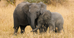 Los elefantes se llaman entre sí con nombres propios